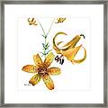 Canada Lily Composition Framed Print