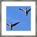 Canadian Geese 1644 Framed Print