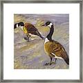 Canadian Geese Framed Print