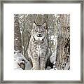 Canadian Wilderness Lynx Framed Print