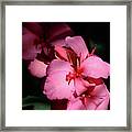 Canna In Pink Framed Print