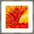 Canna Lilly Framed Print