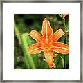 Day Lily Bloom Framed Print