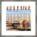 Cannonball Jellyfish Beached Framed Print