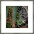 Canopy Nap Framed Print