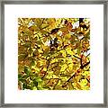Canopy Of Autumn Leaves Framed Print