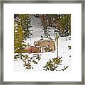 Canyon Wolf On Elk Kill Framed Print