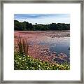 Cape Cod Cranberry Bog Framed Print