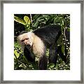 Capuchine 2 Framed Print
