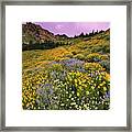 Cardiff Pass Sunset And Wildflowers - Alta, Utah Framed Print