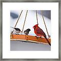 Cardinal And Juncos Framed Print