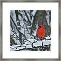 Cardinal And Snow Framed Print