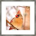 Cardinal Bird Female Framed Print