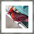 Cardinal Close Up Framed Print
