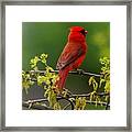 Cardinal In Early Spring Framed Print