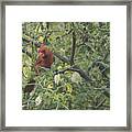 Cardinal In Mesquite Framed Print