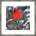 Cardinal In Snow Framed Print