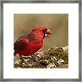 Cardinal In Spring Framed Print