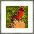 Cardinal On Fence Framed Print