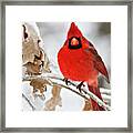 Cardinal On Ice Framed Print