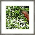 Cardinal With Wings Spread Framed Print