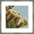 Cardon Cactus Flowers Framed Print
