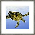 Caribbean Sea Turtle Framed Print