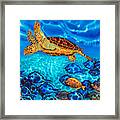 Caribbean Sea  Turtle And Reef  Fish Framed Print
