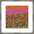 Carlsbad Flower Fields Framed Print