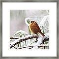 Carolina Wren In Snowy Pine Framed Print