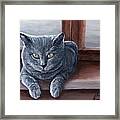 Carthusian Cat Framed Print