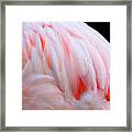 Cascading Feathers Framed Print