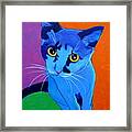 Cat - Kitten Blue Framed Print