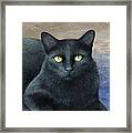 Cat 621 Framed Print