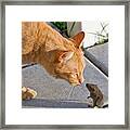 Cat And Mouse Framed Print