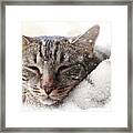 Cat And Snow Framed Print