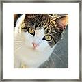 Cat Eyes Framed Print