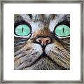 Cat Eyes Framed Print