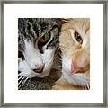 Cat Faces Framed Print