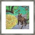 Cat In A Garden Framed Print