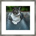 Cat In The Cradle Framed Print