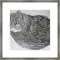 Cat Named Shrimp Framed Print