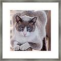 Cat On A Wooden Fence Framed Print