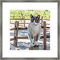Cat On A Wooden Fence Post Framed Print
