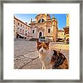 Cat Posing On Dubrovnik Street And Historic Architecture View Framed Print