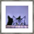 Cat See Me Framed Print