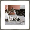 Cat Staring Contest Framed Print