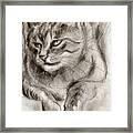 Cat Study Drawing No One Framed Print