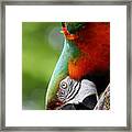 Catalina Macaw Ii Framed Print