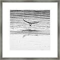 Catching Dinner At End Of Day Framed Print